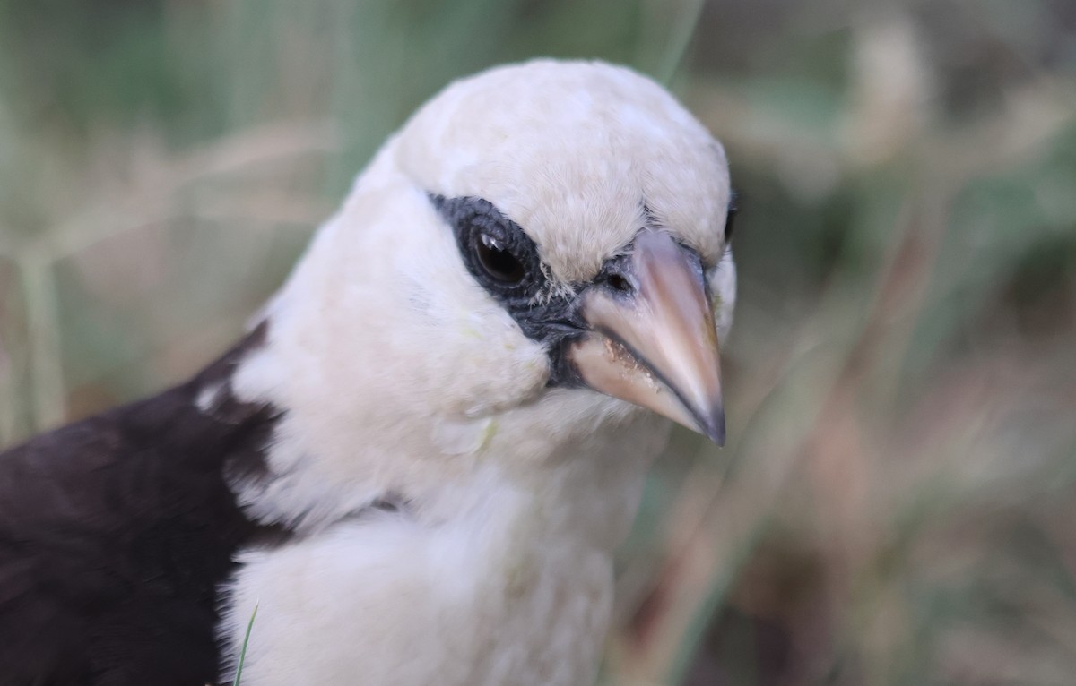 White-headed Buffalo-Weaver - ML637494708