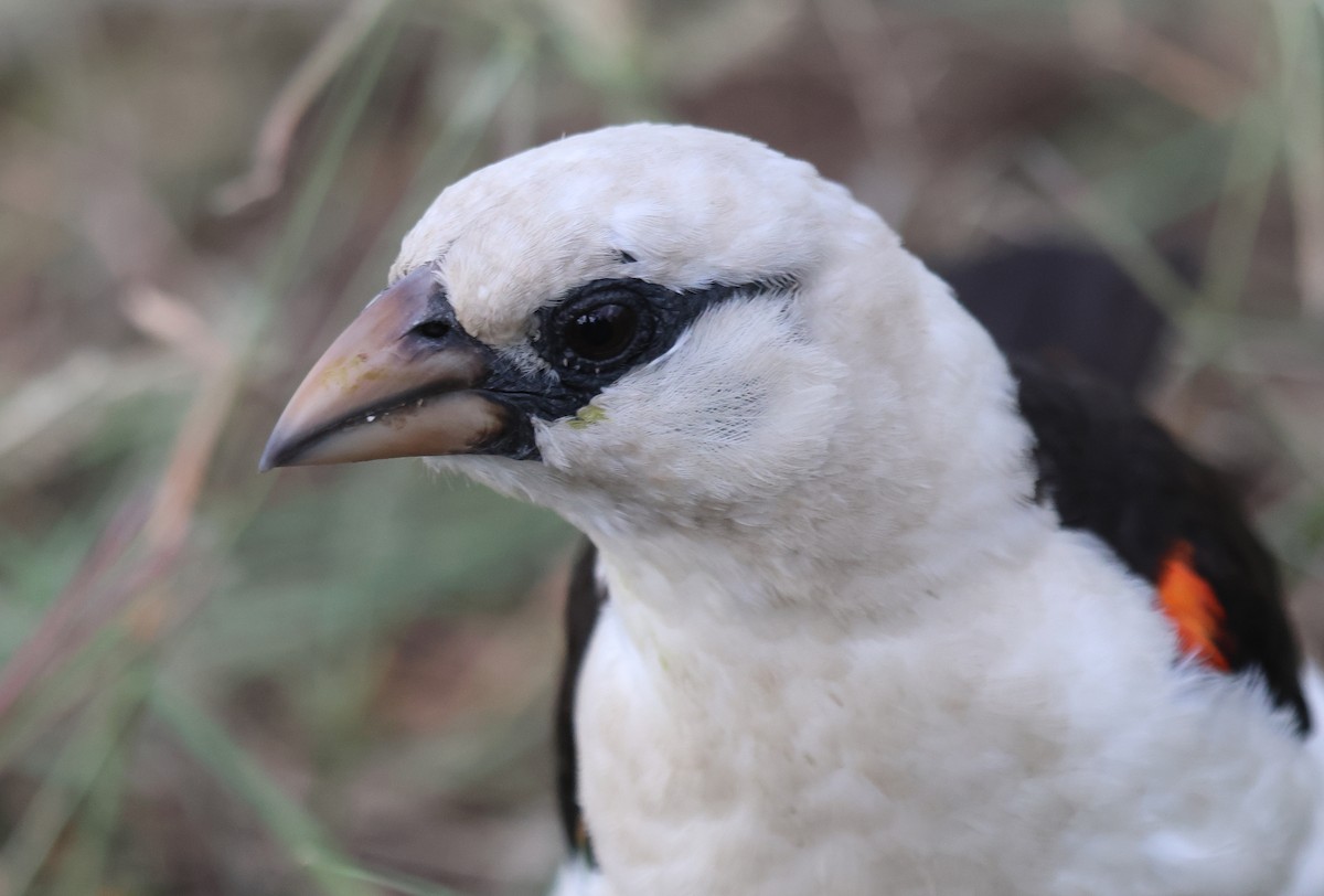 White-headed Buffalo-Weaver - ML637494710
