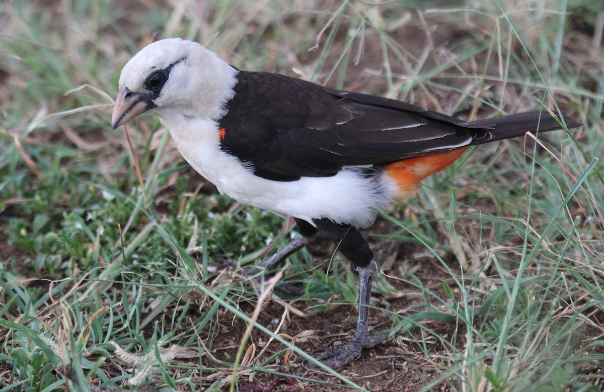 White-headed Buffalo-Weaver - ML637494712