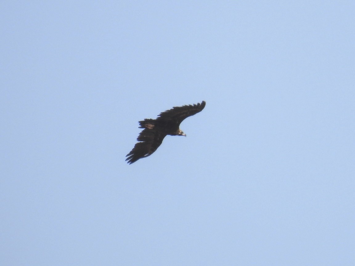 Cinereous Vulture - ML637494755
