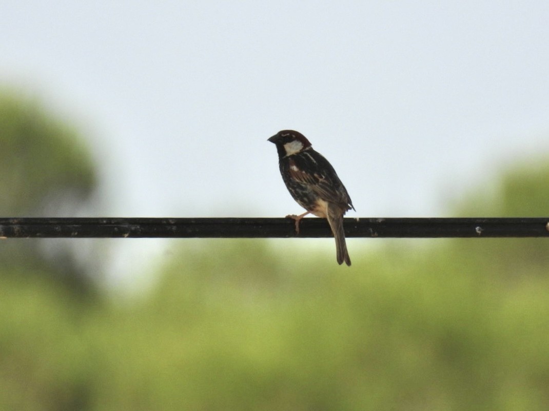Spanish Sparrow - ML637494771