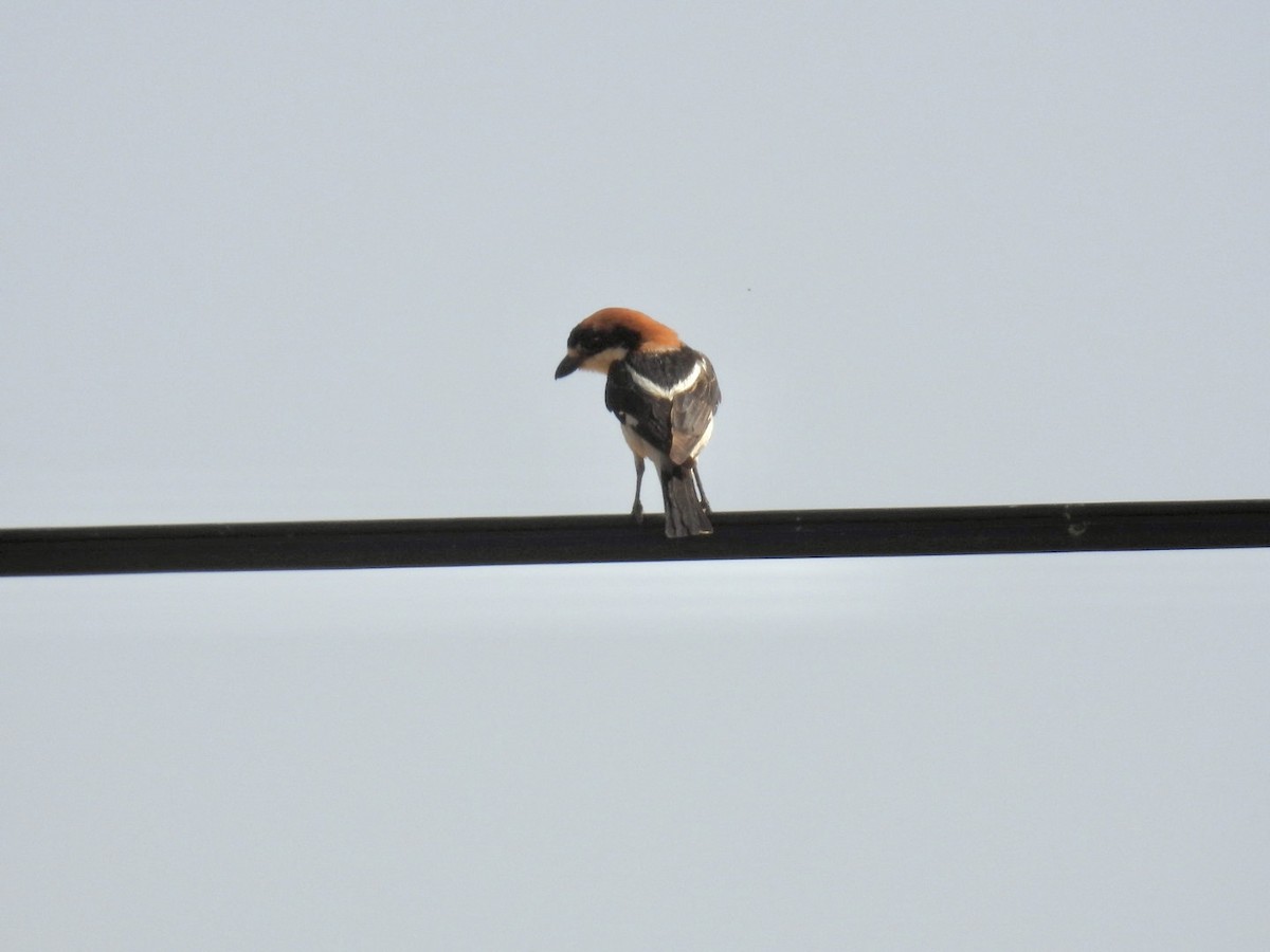 Woodchat Shrike - ML637494783