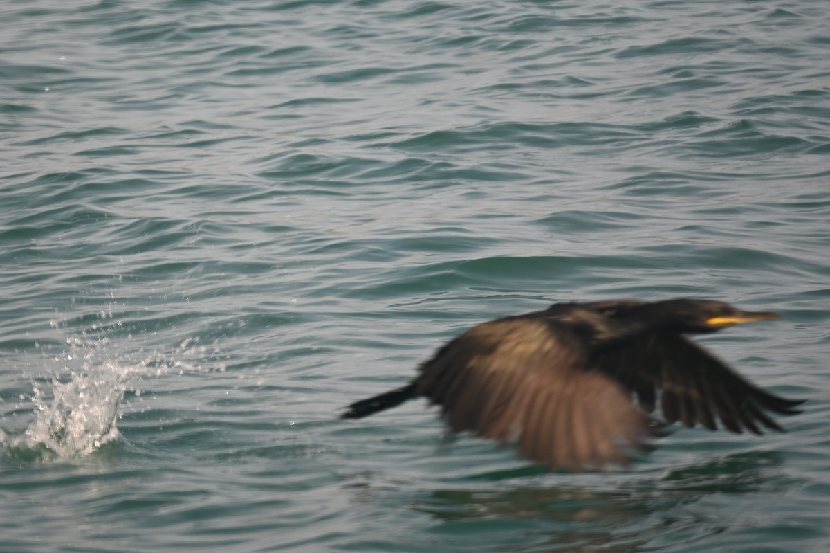 European Shag - ML637494786