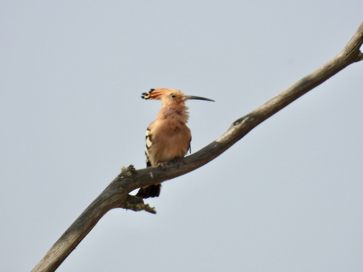 Eurasian Hoopoe - ML637494787