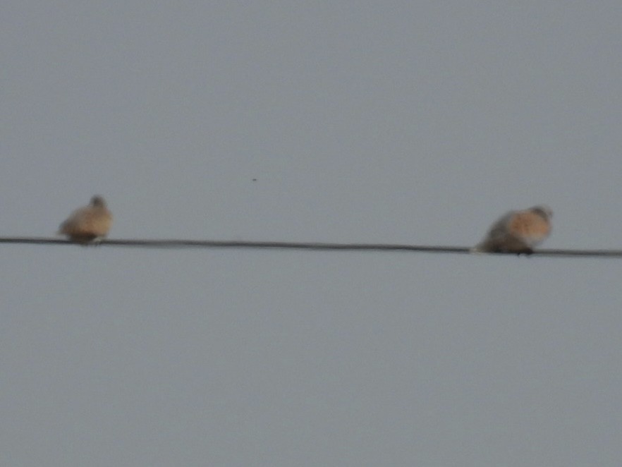 European Turtle-Dove - ML637494801