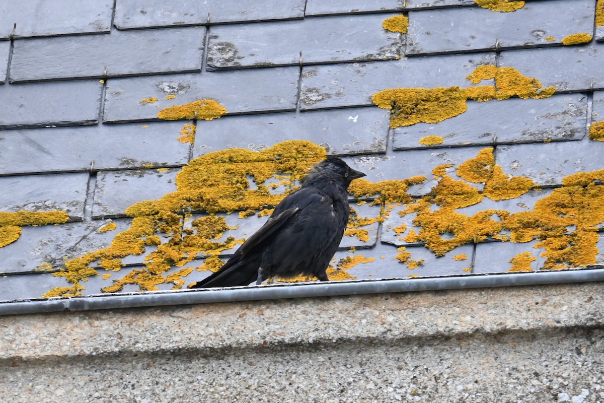 Eurasian Jackdaw - ML637494802