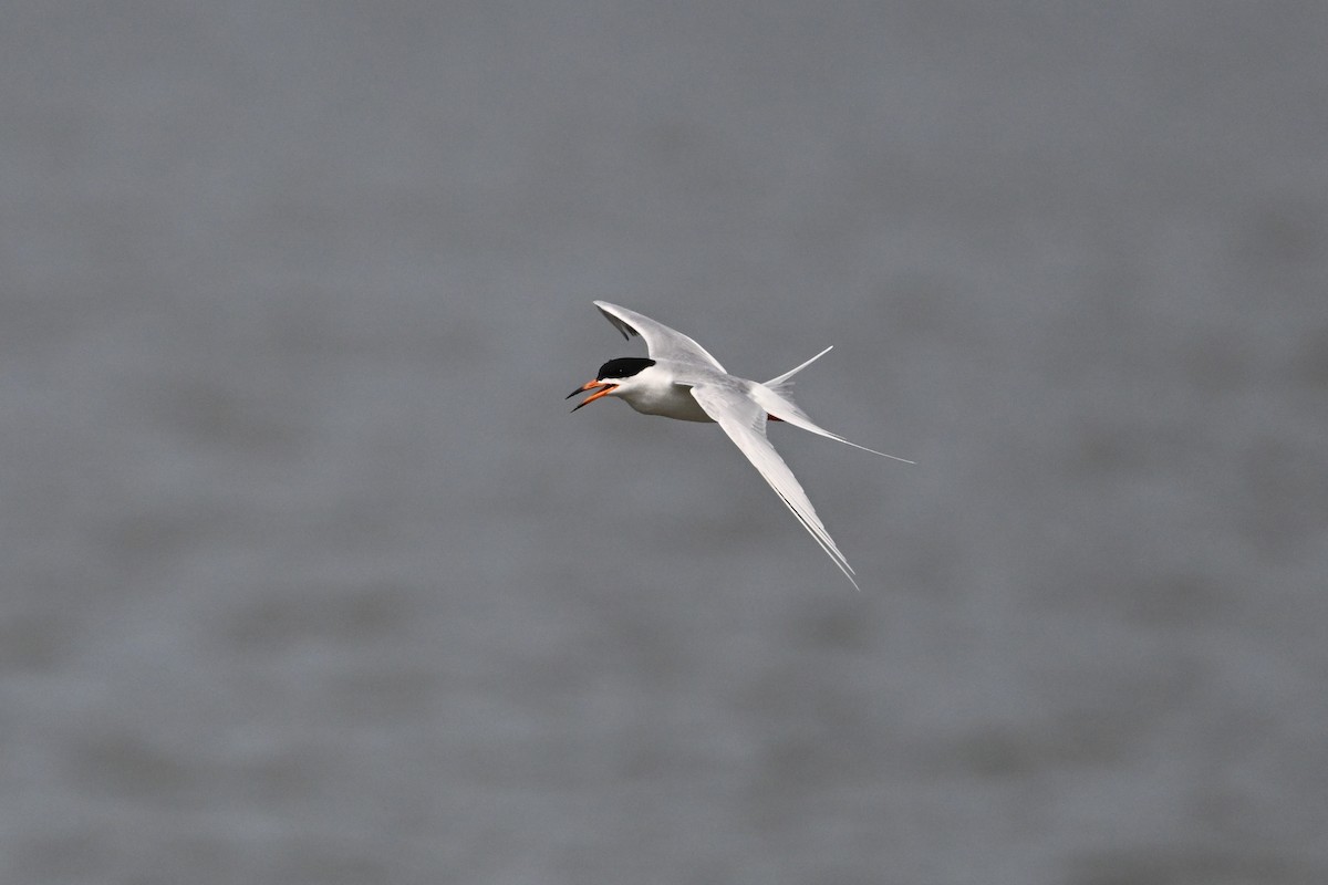 Forster's Tern - ML637494807