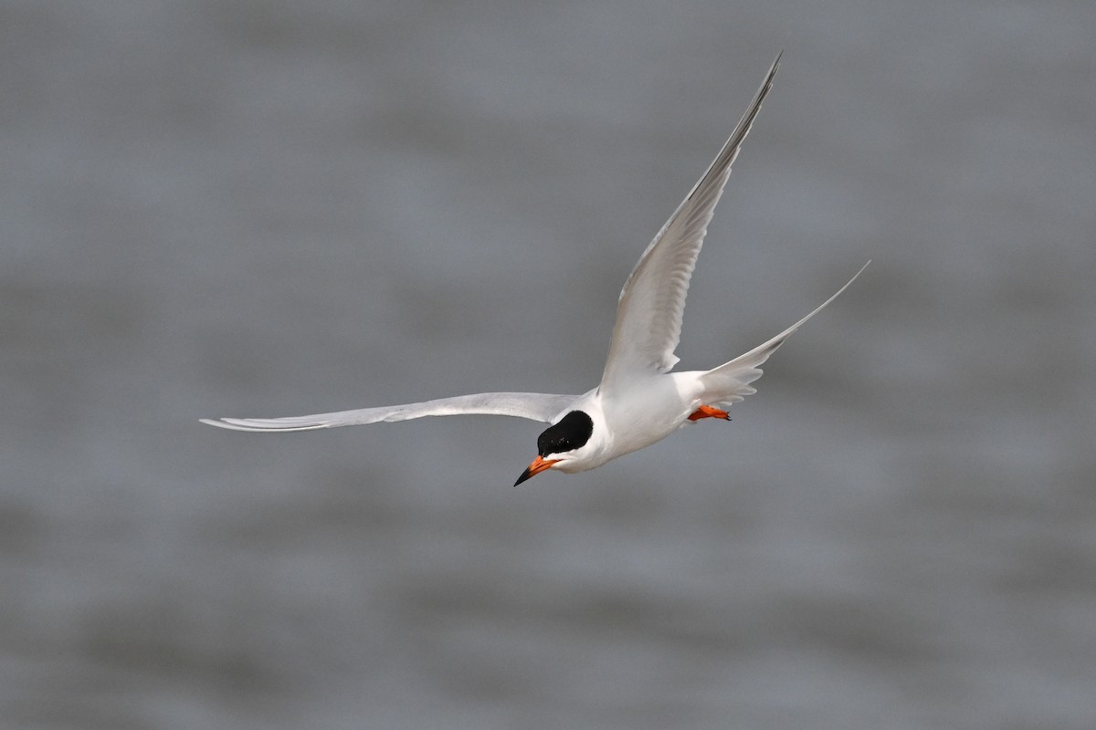 Forster's Tern - ML637494813