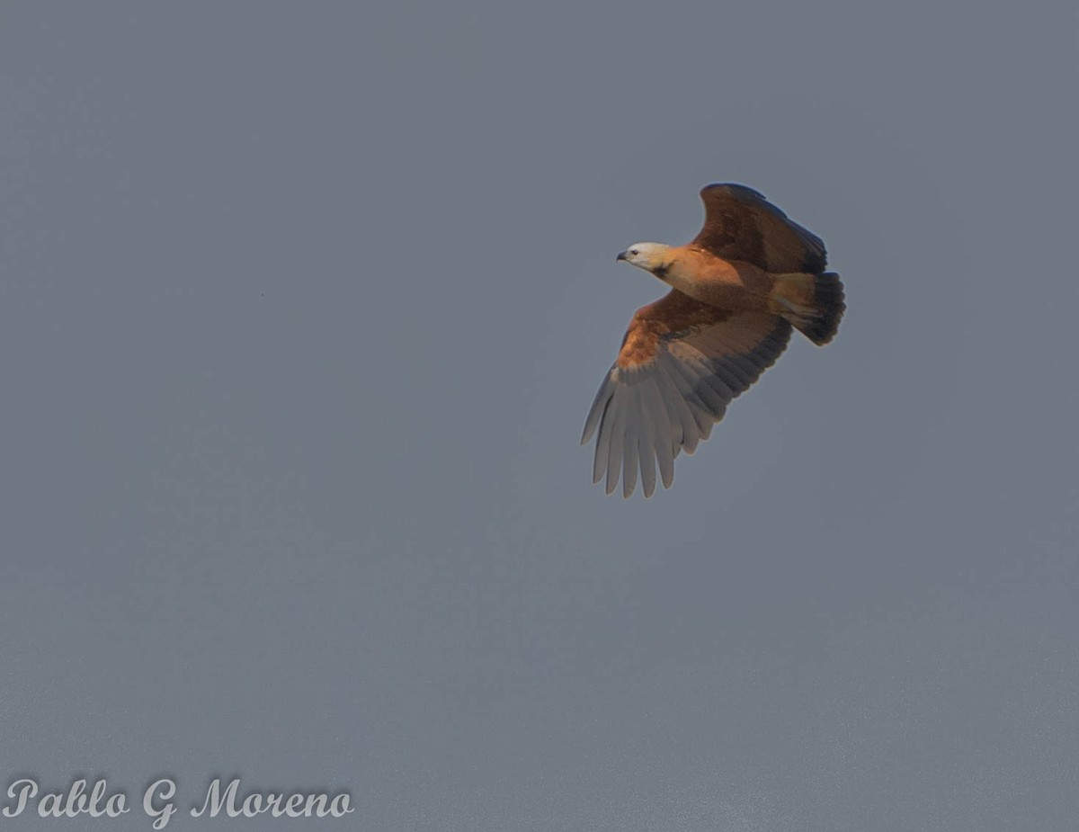 Black-collared Hawk - ML637494814