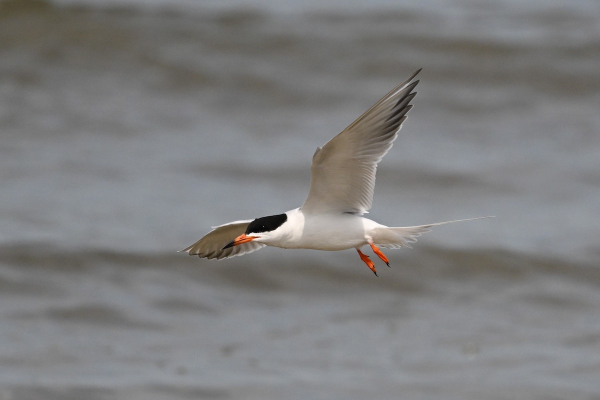Forster's Tern - ML637494816
