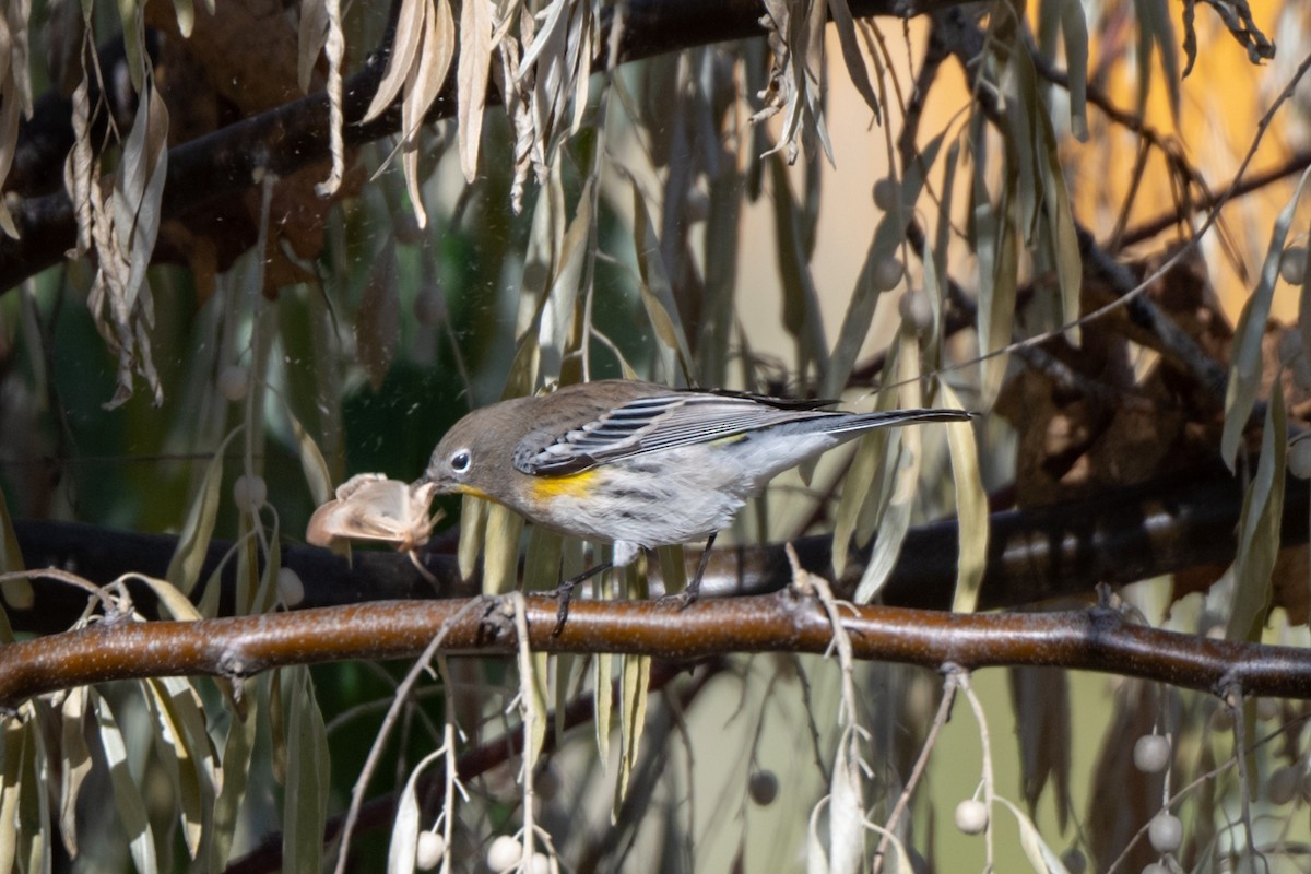 Yellow-rumped Warbler - ML637494817