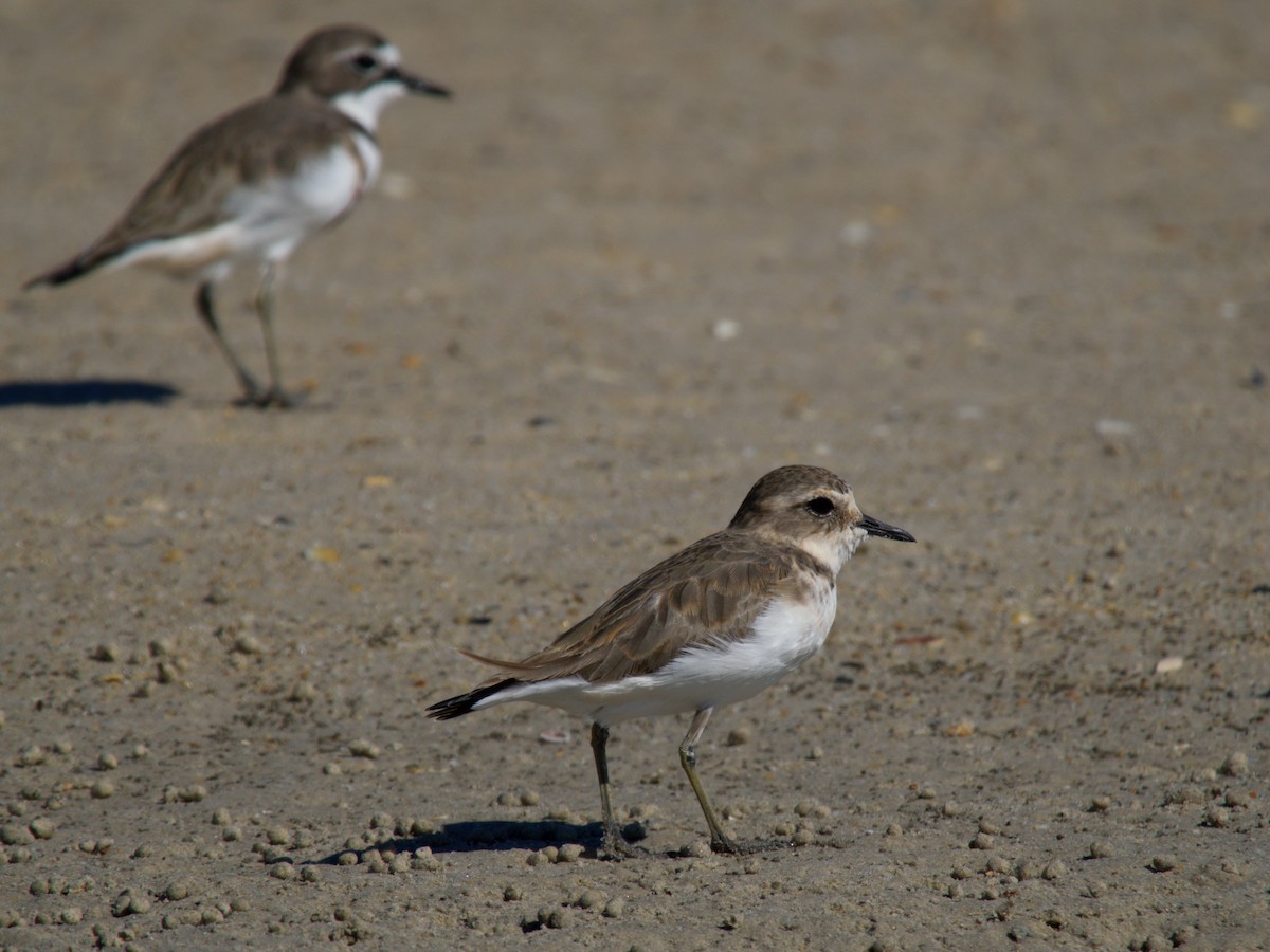 Double-banded Plover - ML637494818