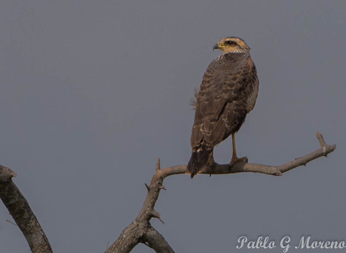 Savanna Hawk - ML637494820