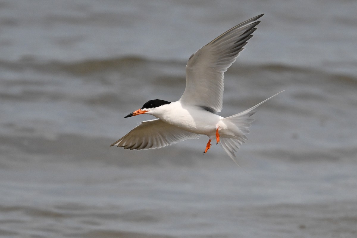 Forster's Tern - ML637494823