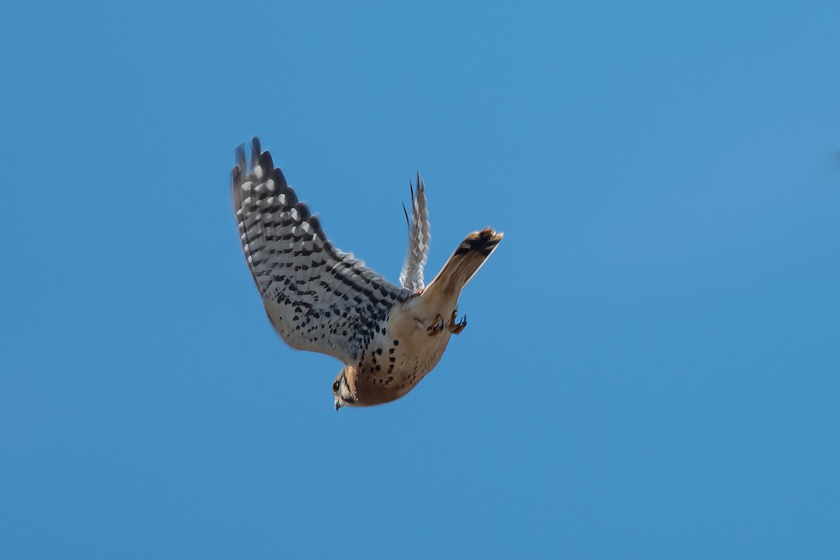 American Kestrel - ML637494824