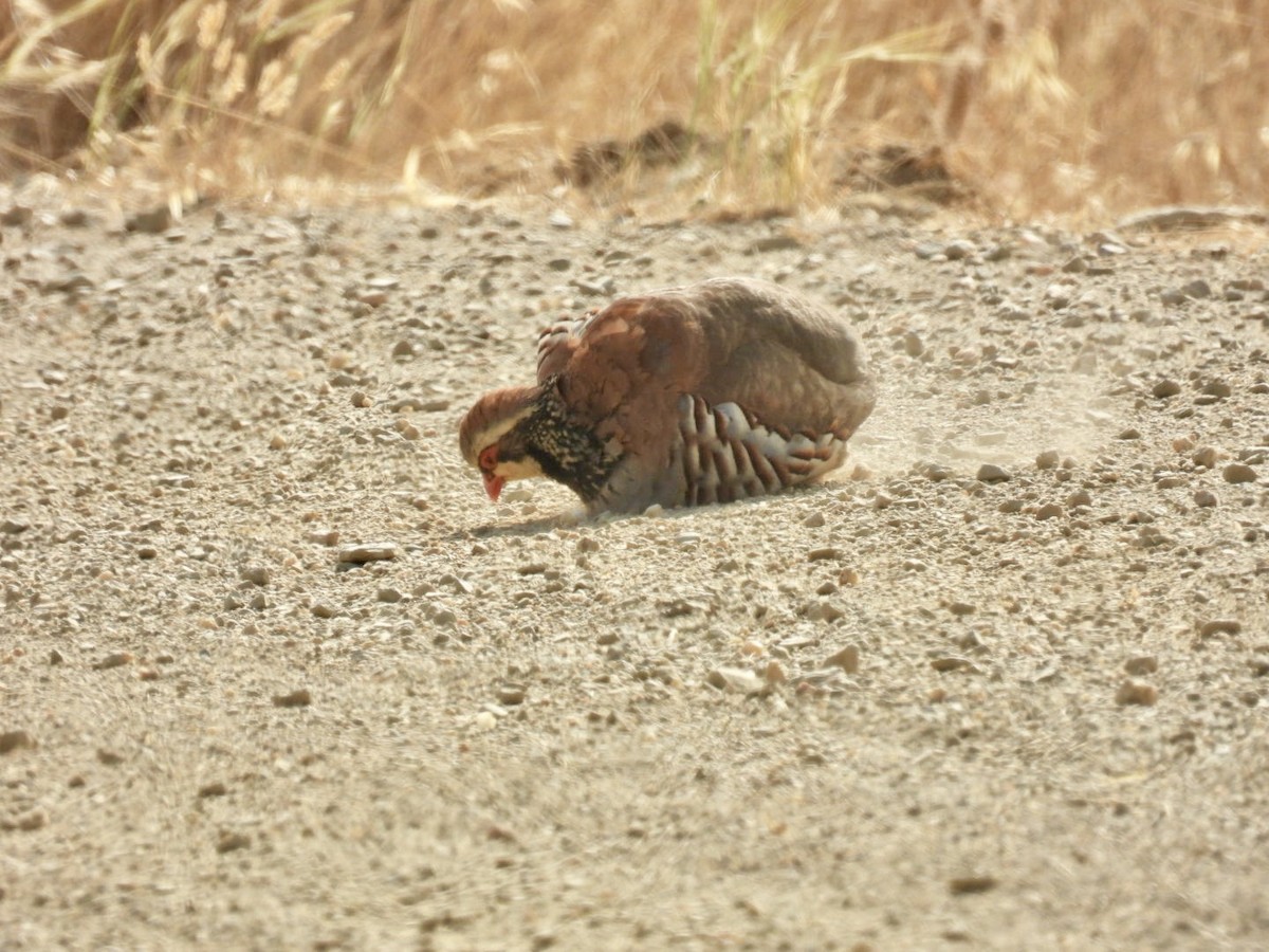 Red-legged Partridge - ML637494826