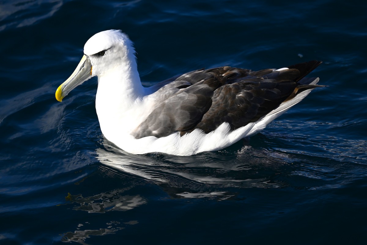 White-capped Albatross - ML637494828