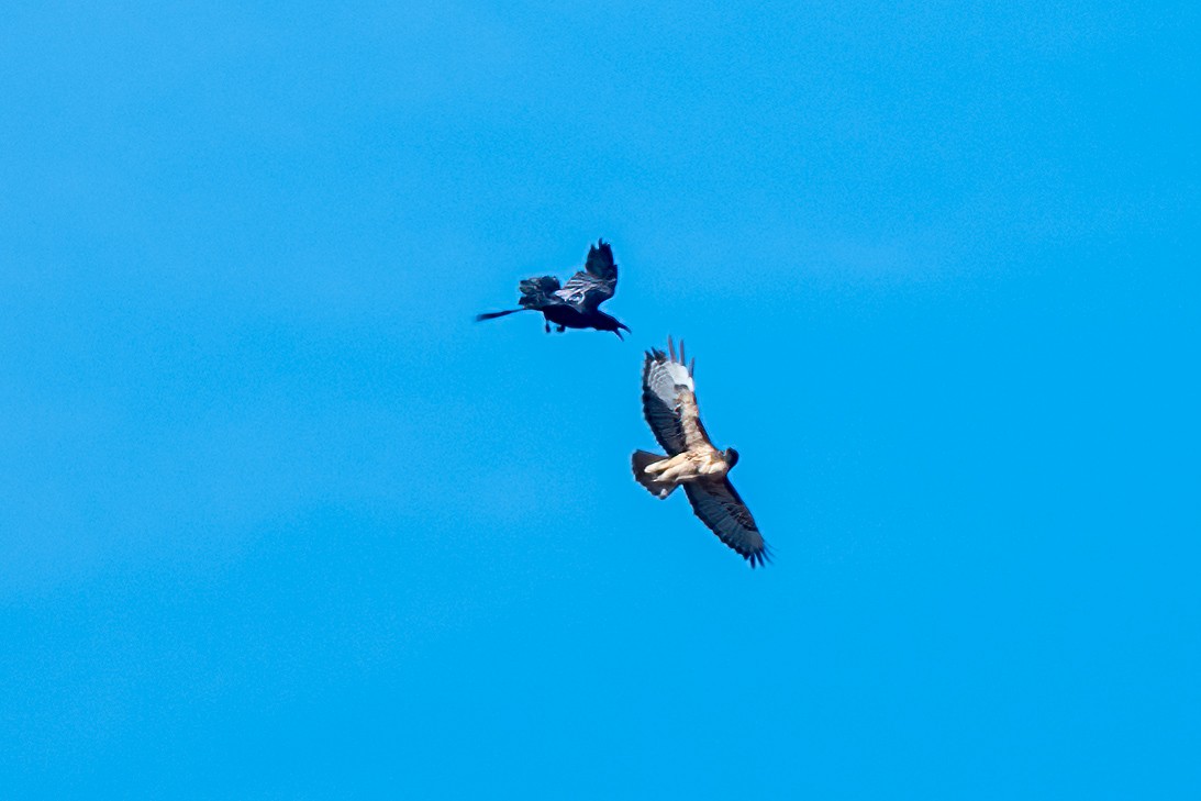 Red-tailed Hawk - ML637494831