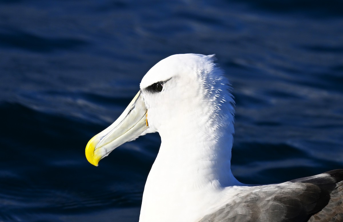 White-capped Albatross - ML637494832
