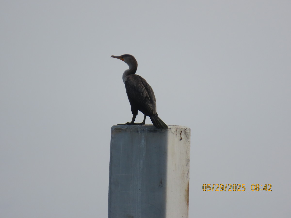 Double-crested Cormorant - ML637494834