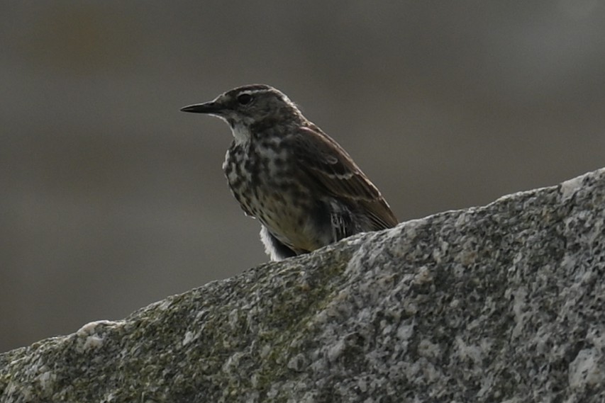 Rock Pipit - ML637494837
