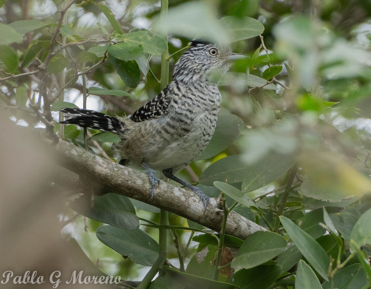 Barred Antshrike - ML637494856