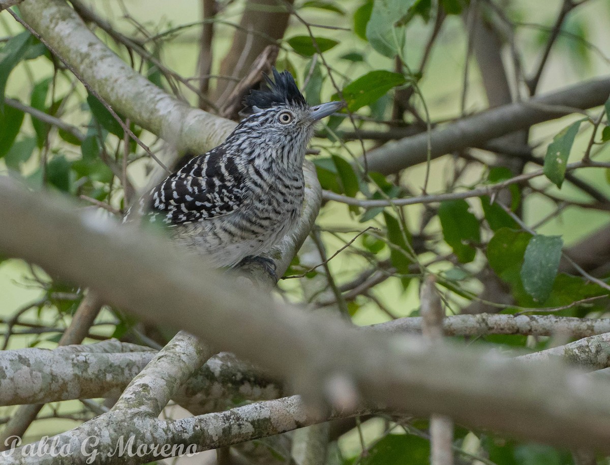 Barred Antshrike - ML637494857