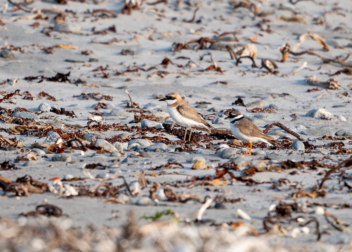 Greater Sand-Plover - ML637494898