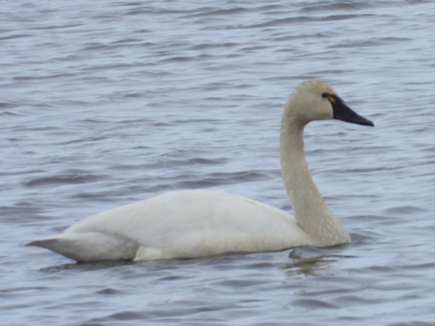 Tundra Swan - ML637494911