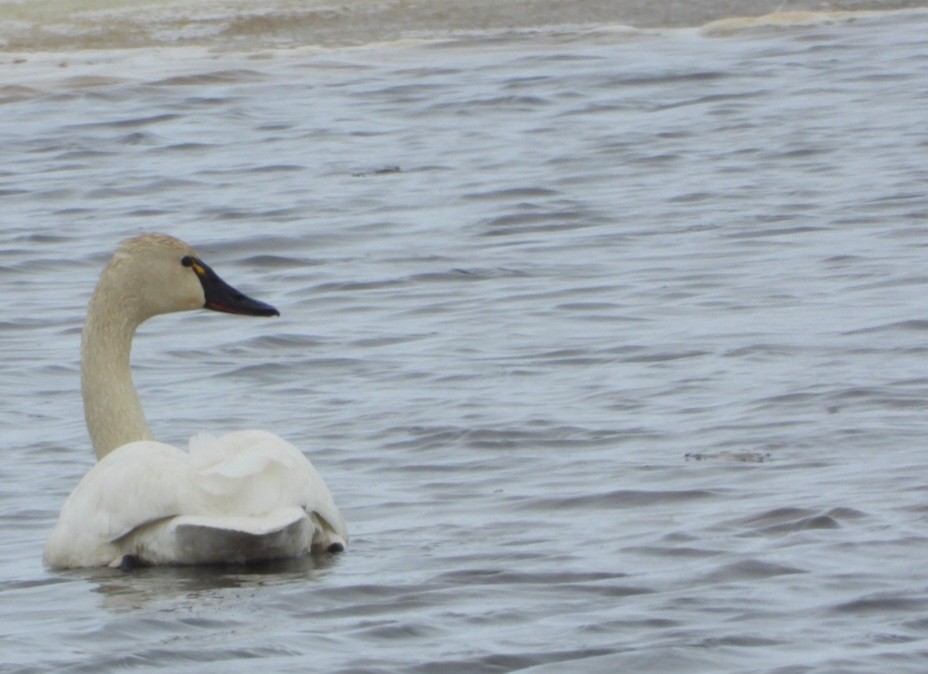 Tundra Swan - ML637494912