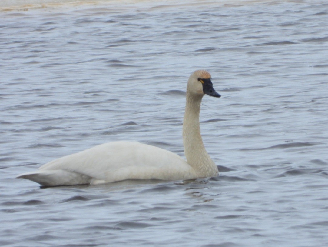 Tundra Swan - ML637494913