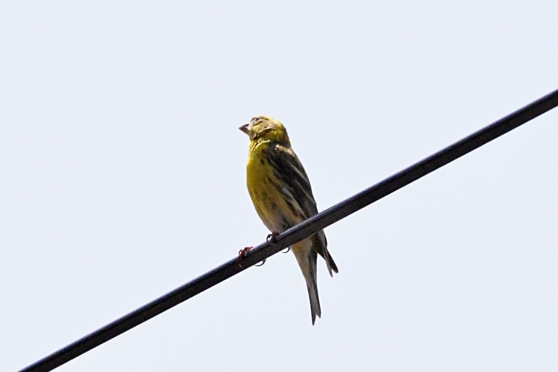 European Serin - ML637495006