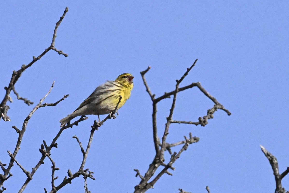 European Serin - ML637495007