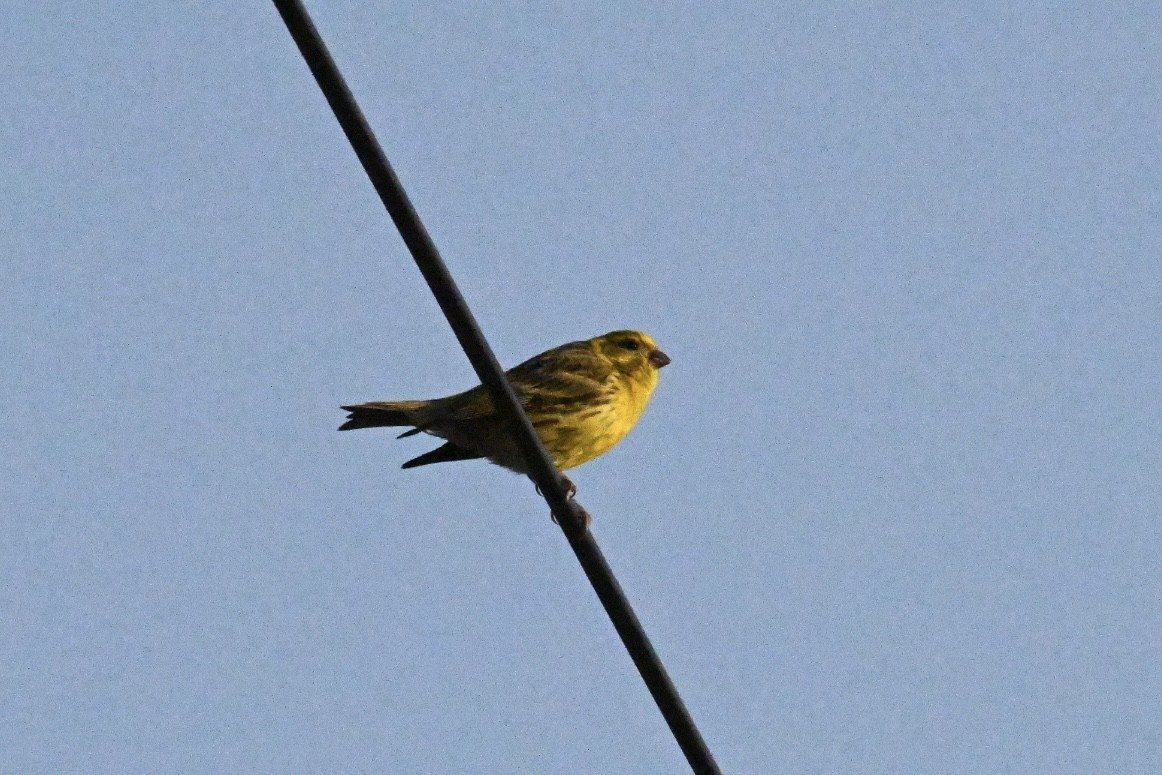 European Serin - ML637495008
