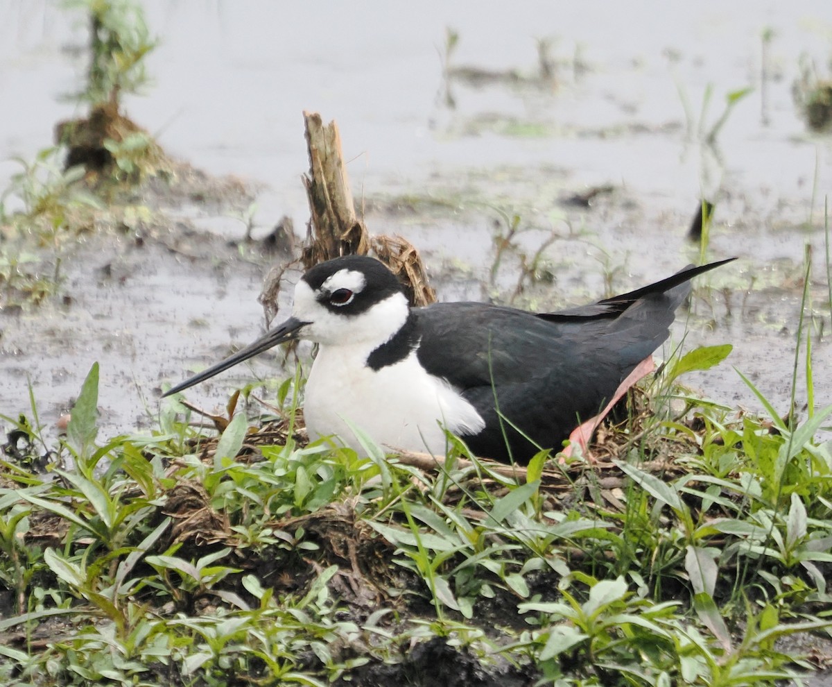 Black-necked Stilt - ML637495009