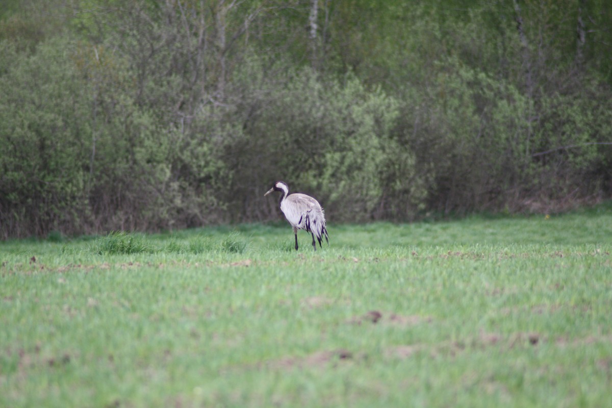 Common Crane - ML637495010