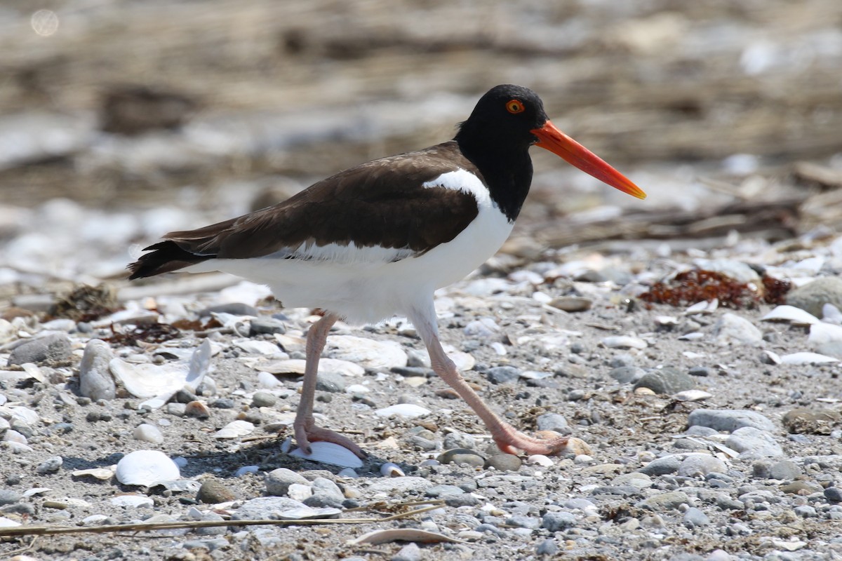 American Oystercatcher - ML637495011