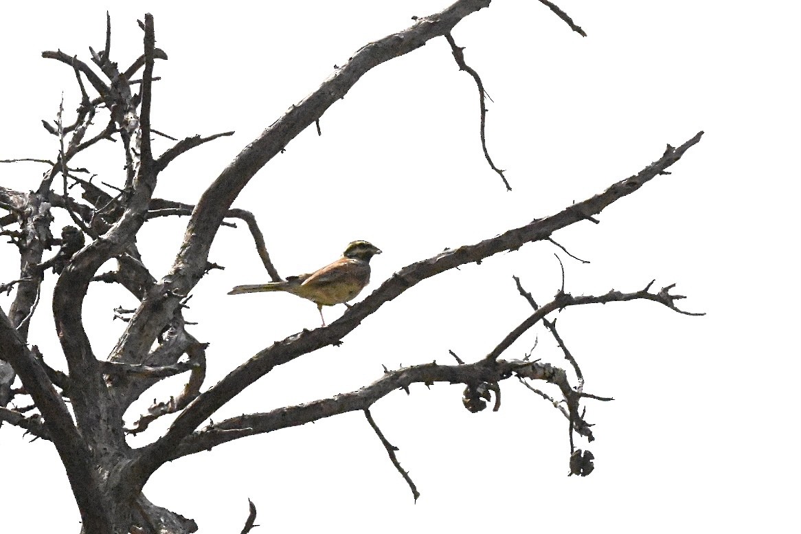 Cirl Bunting - ML637495012