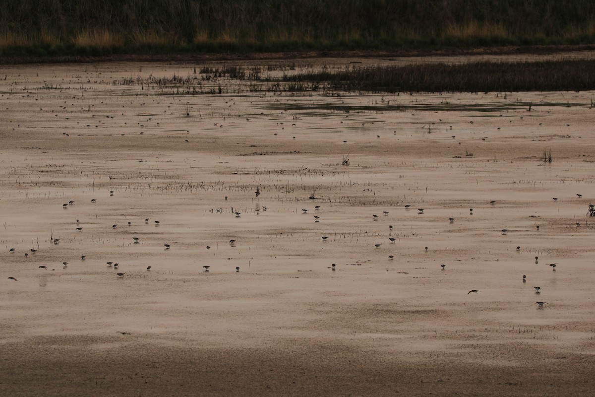 Semipalmated Sandpiper - ML637495013
