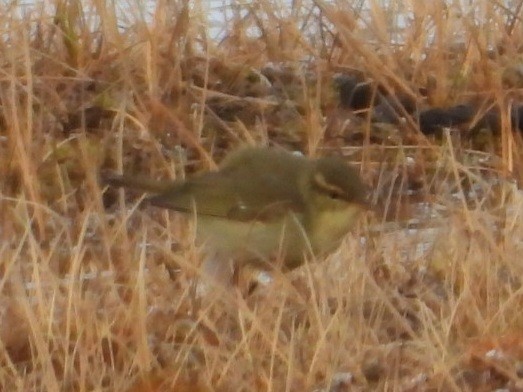 Arctic Warbler - ML637495014
