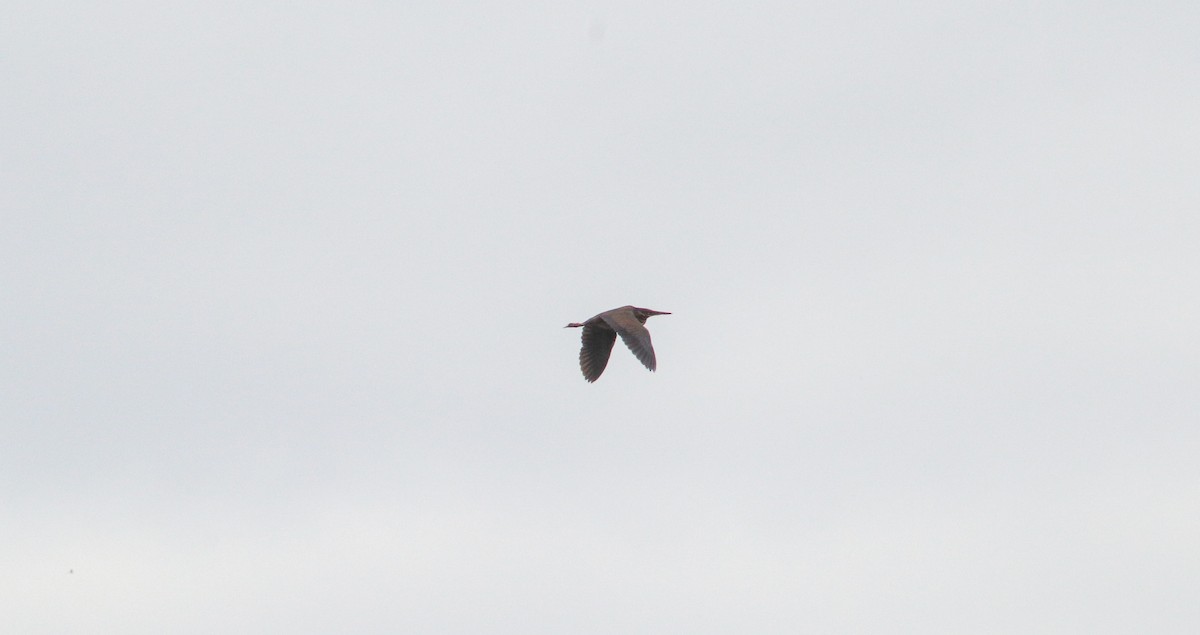 Black Bittern - ML637495018