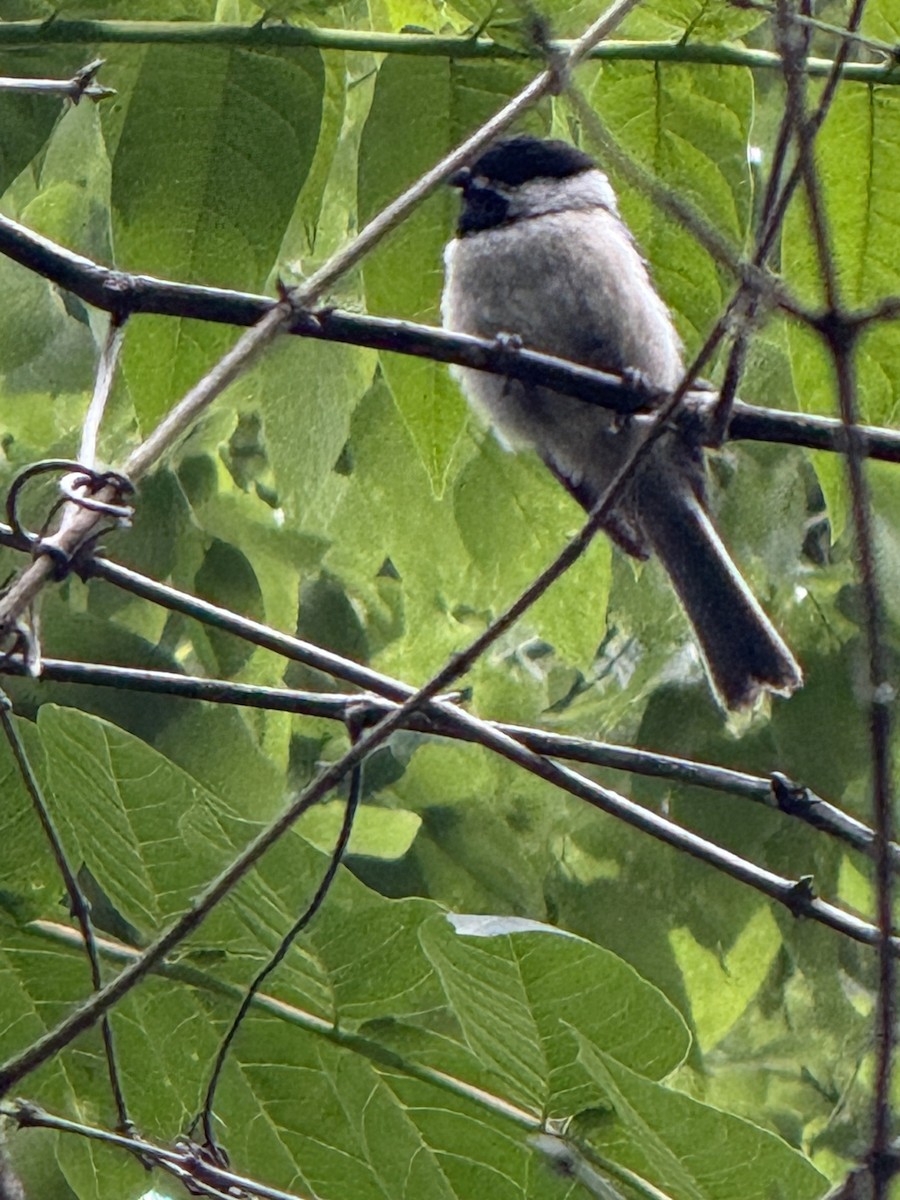 Carolina Chickadee - ML637495019