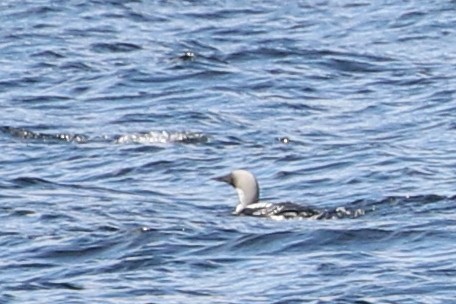 Arctic Loon - ML637495020