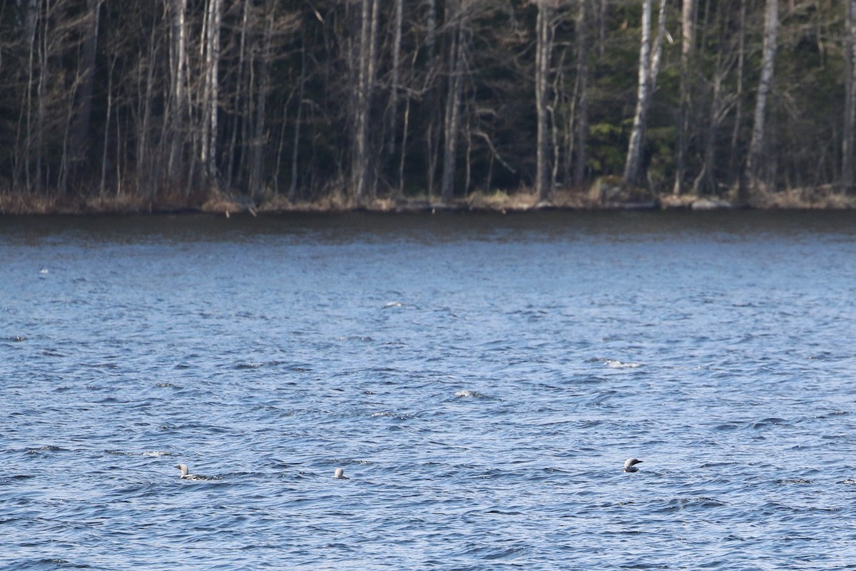 Arctic Loon - ML637495021