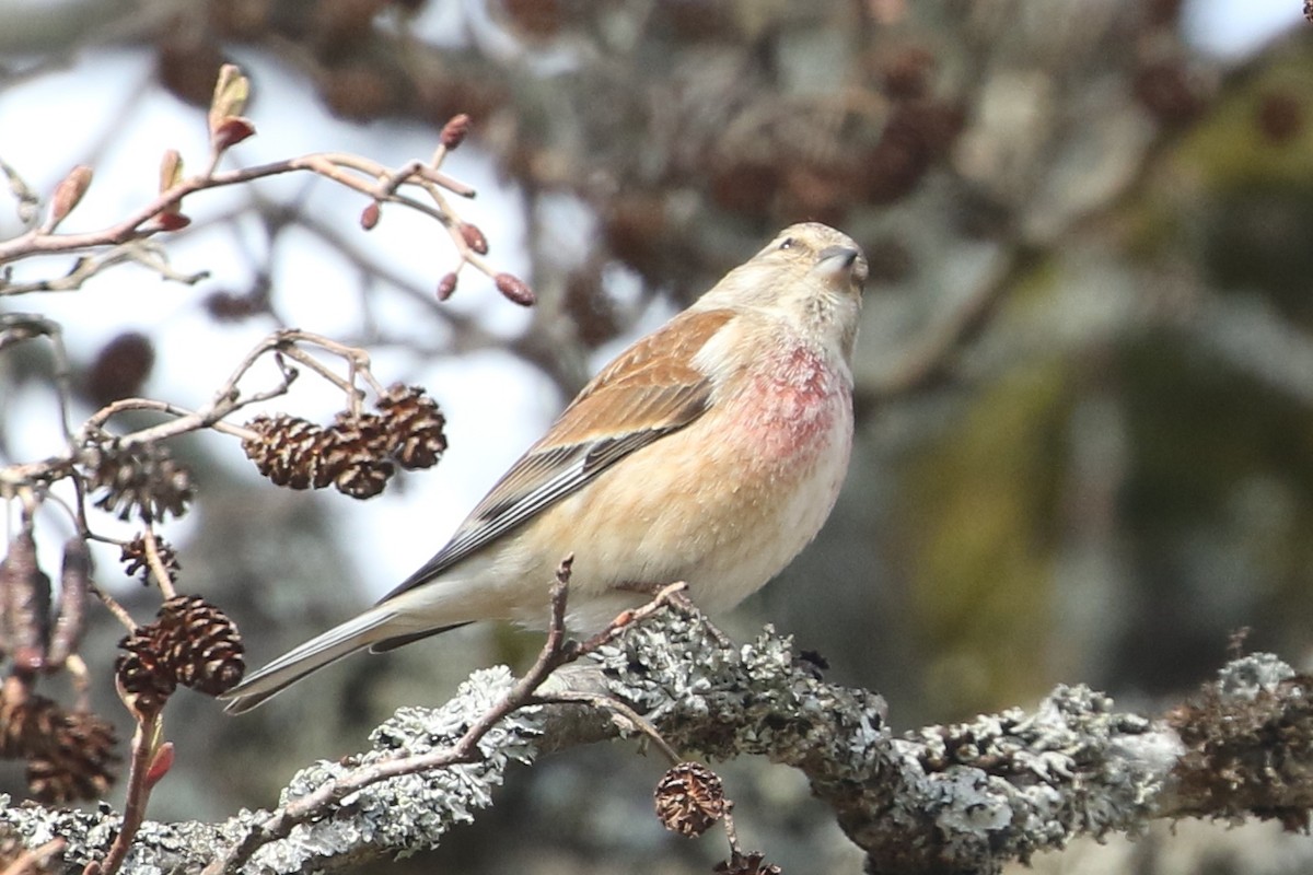 Eurasian Linnet - ML637495022