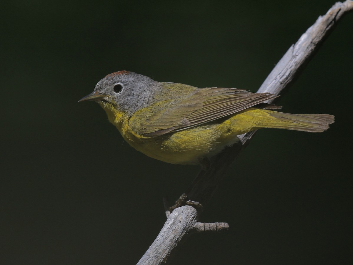 Nashville Warbler - ML637495025