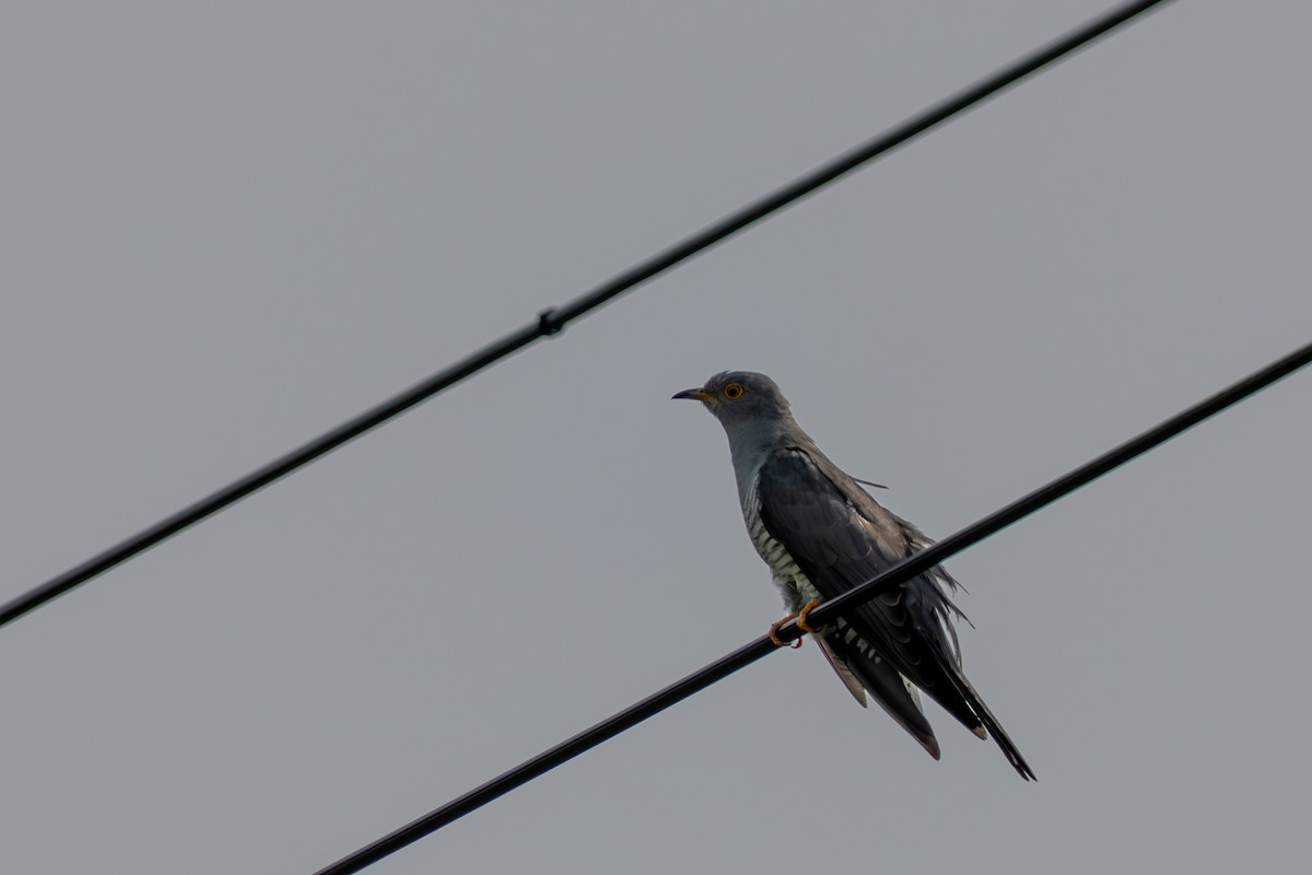 Common Cuckoo - ML637495026