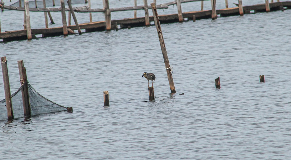 Striated Heron - ML637495029