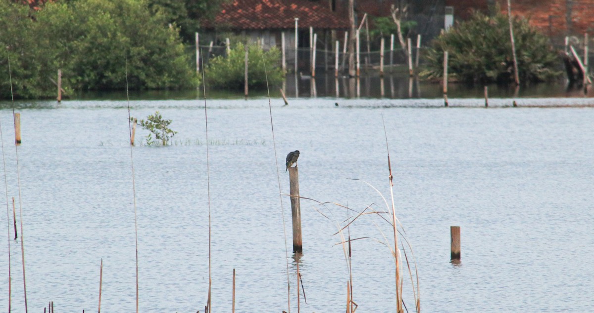 Striated Heron - ML637495030