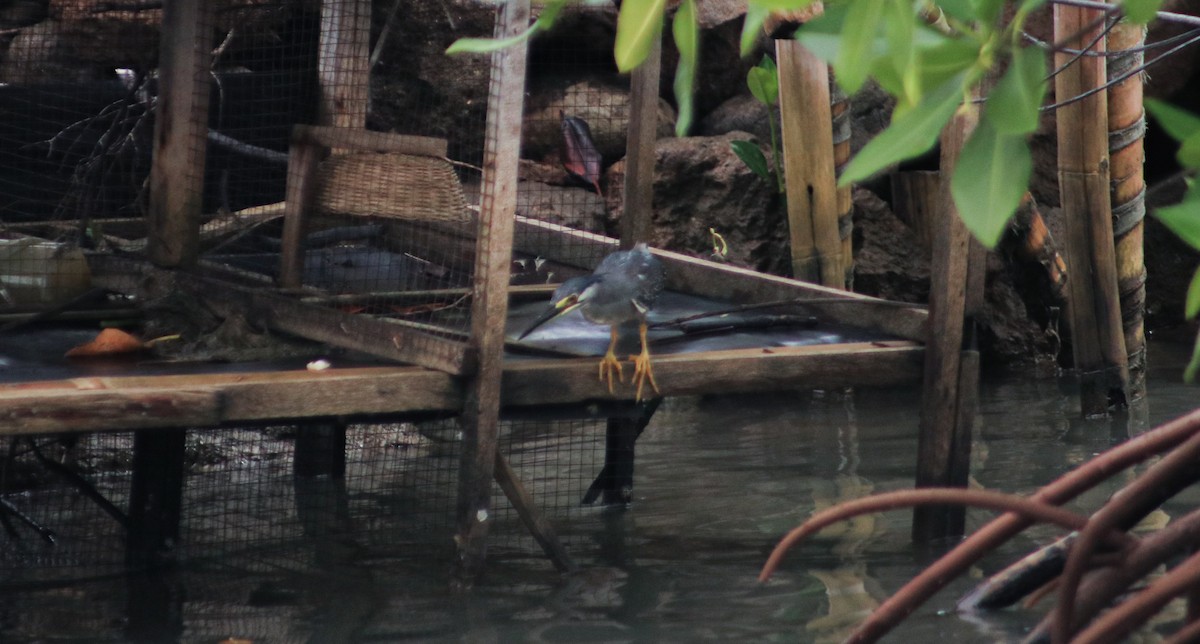 Striated Heron - ML637495031